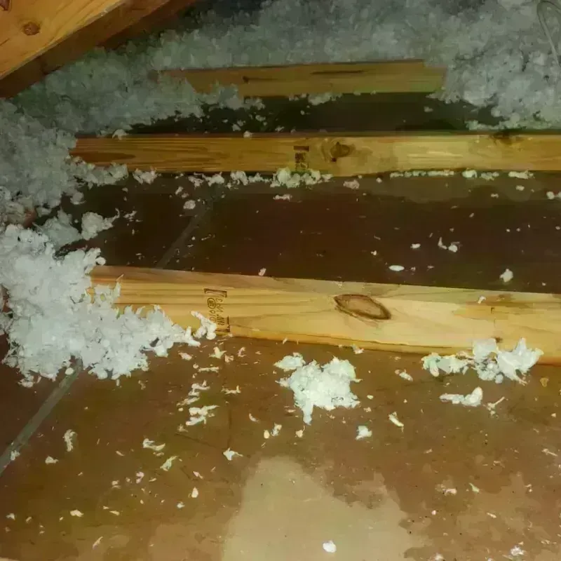 Attic Water Damage in Rosita South, TX