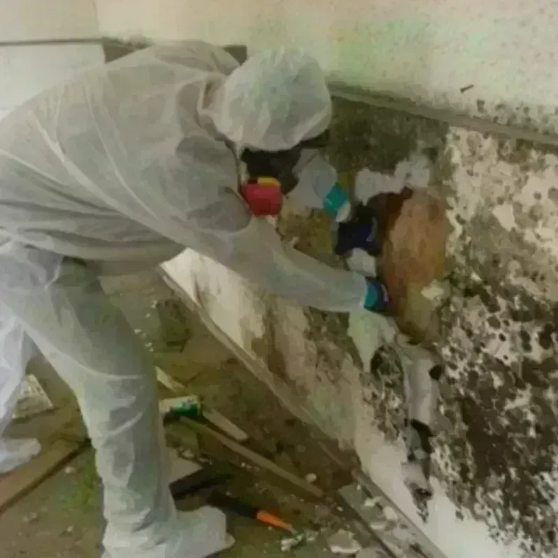 Mold Remediation and Removal in Rosita South, TX